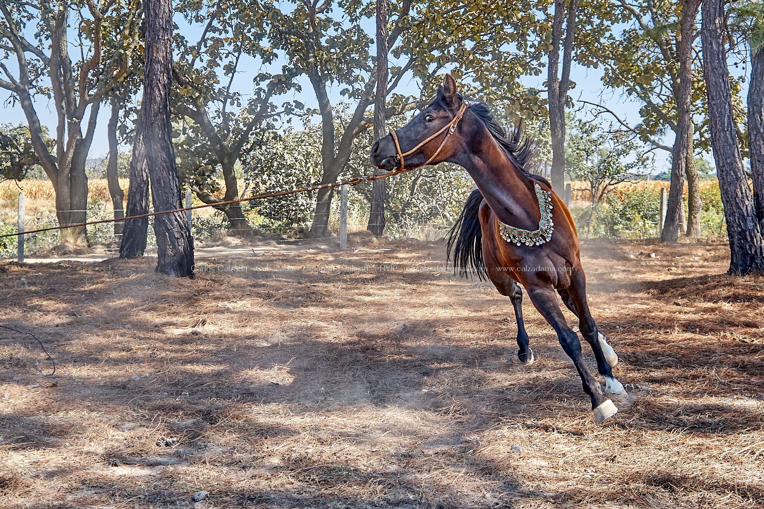 Rancho en Jalisco . Caballada . dic 12 2022.jpg